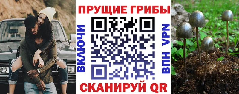 ОМГ ОМГ вход  Реж  Галлюциногенные грибы Cubensis  наркотики 